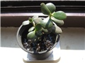 Crassula ovata manja biljka
